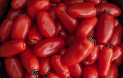 San Marzano tomatoes