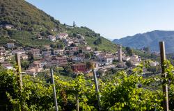 hills with vineyards of the Prosecco sparkling wine region between Valdobbiadene and Conegliano