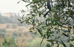 olive harvest 