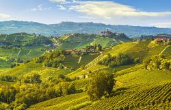 Vineyards landscape in Langhe Piedmont Italy