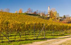 Autumnal vineyard in Piedmont