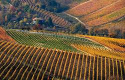 Autumnal vineyards