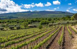 Vineyard on Mount Etna, Sicily