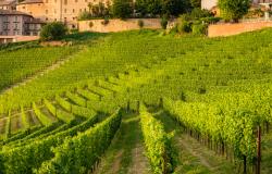 Vineyards of Piemonte