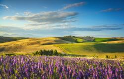 lavender flowers in Tuscany