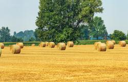 hay bales in Po plain Italy