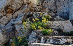 Stairs in the rock, Gagliano del Capo, Puglia