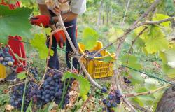 grape harvest