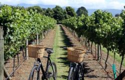 our vineyard