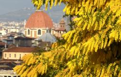 Mimosa in bloom in Florence