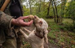 truffle hunting dogs