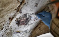 A restorer works in the "secret" staircase of Palazzo Vecchio