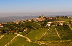 Barolo Elegance: Delve deep into the renowned Barolo vineyard for an unparalleled tasting experience.
