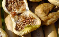 Figs drying out in the sun