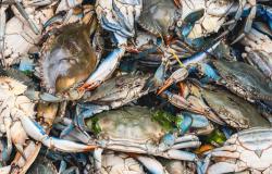 Blue crabs for sale at a market