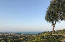 Oliveto estate view