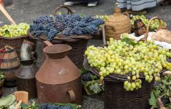 Autumn Wine Festivals in Tuscany 2019