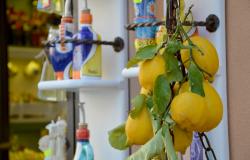Lemons in Amalfi