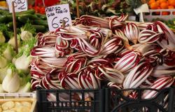 Radicchio