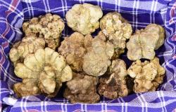 Alba white truffles