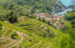 Liguria wines