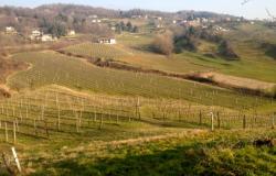 Asolo wine farm producing awarded 'Prosecco' ref.33a 1