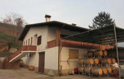 Euganean Hills: Winery - ref.78 0