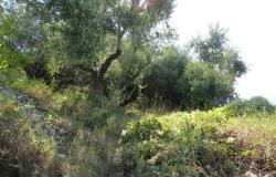Panoramic spot to build a 100sqm villa with 3000sqm of olive grove, views of the mountains and a distant lake. 3