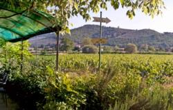 The vineyard