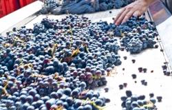 The winery