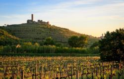The vineyard