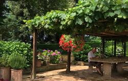 Grape-covered pergola