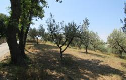 7000sqm of building plot with olive grove for a villa of 500sqm with mountain, town and some sea views. 1