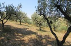 7000sqm of building plot with olive grove for a villa of 500sqm with mountain, town and some sea views. 2