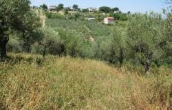 7000sqm of building plot with olive grove for a villa of 500sqm with mountain, town and some sea views. 5