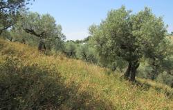 7000sqm of building plot with olive grove for a villa of 500sqm with mountain, town and some sea views. 6