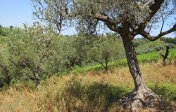 7000sqm of building plot with olive grove for a villa of 500sqm with mountain, town and some sea views. 7