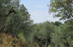 7000sqm of building plot with olive grove for a villa of 500sqm with mountain, town and some sea views. 11