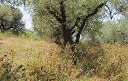 7000sqm of building plot with olive grove for a villa of 500sqm with mountain, town and some sea views. 12