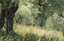 7000sqm of building plot with olive grove for a villa of 500sqm with mountain, town and some sea views. 13