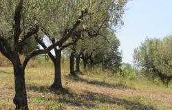 7000sqm of building plot with olive grove for a villa of 500sqm with mountain, town and some sea views. 14