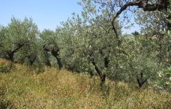 7000sqm of building plot with olive grove for a villa of 500sqm with mountain, town and some sea views. 16