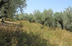 7000sqm of building plot with olive grove for a villa of 500sqm with mountain, town and some sea views. 17