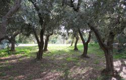 Countryside single floor cottage with 800sqm of garden with olives 2km to historic Crecchio. 6
