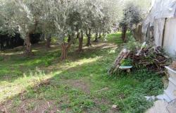 Countryside single floor cottage with 800sqm of garden with olives 2km to historic Crecchio. 18