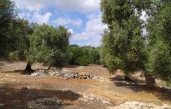 Sea-view plot of land with planning permit. 0