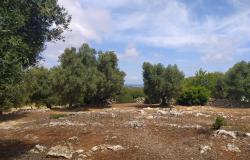 Sea-view plot of land with planning permit. 2
