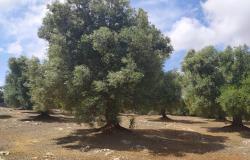 Sea-view plot of land with planning permit. 1