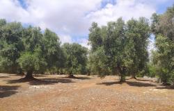 Sea-view plot of land with planning permit. 3