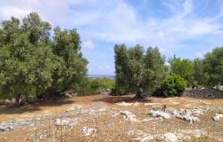 Sea-view plot of land with planning permit. 7